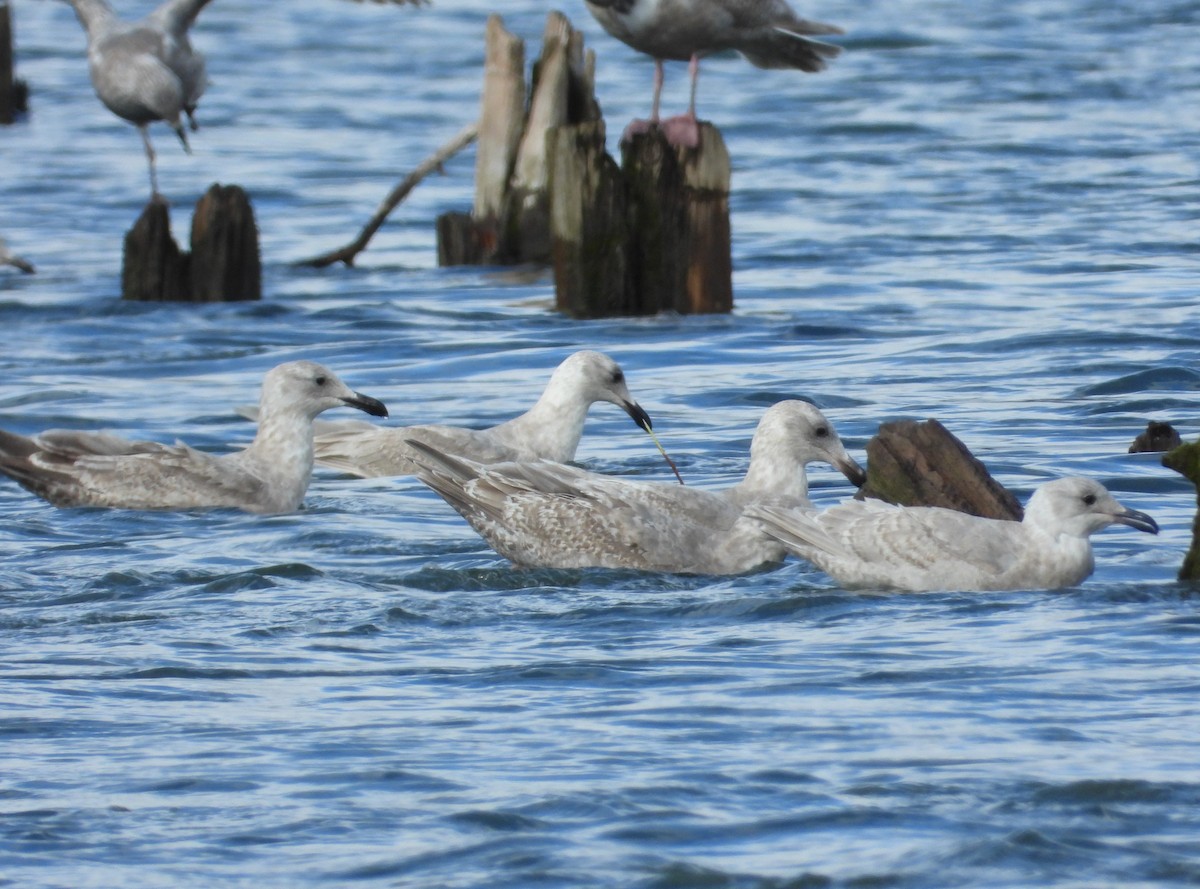 Glaucous-winged Gull - ML615600380