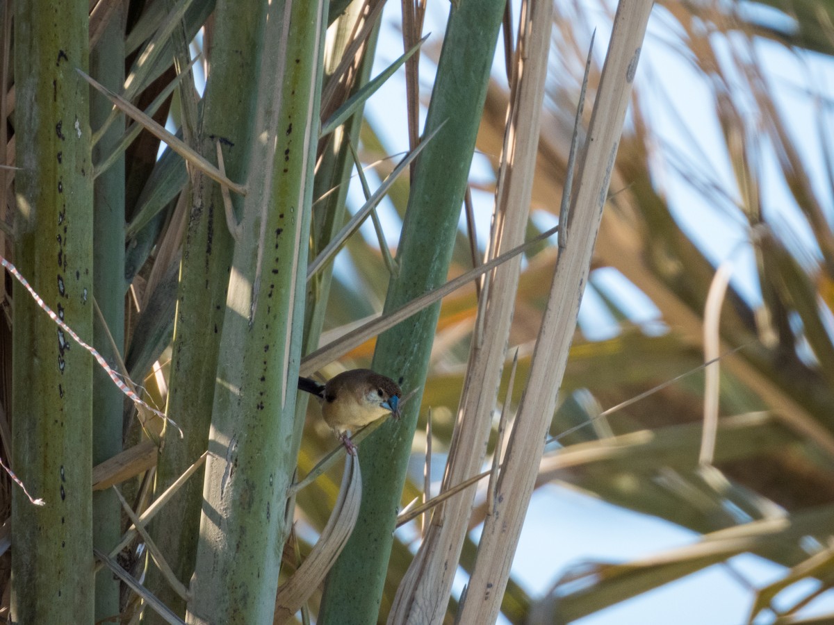 Indian Silverbill - ML615600381