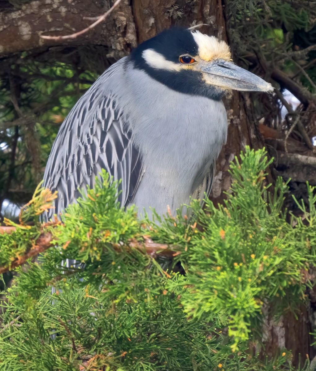 Yellow-crowned Night Heron - Mark Chappell