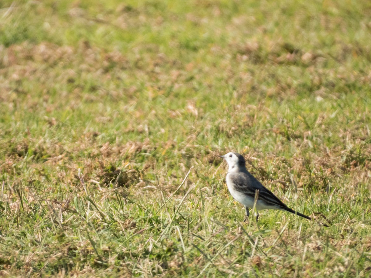 White Wagtail - ML615600387