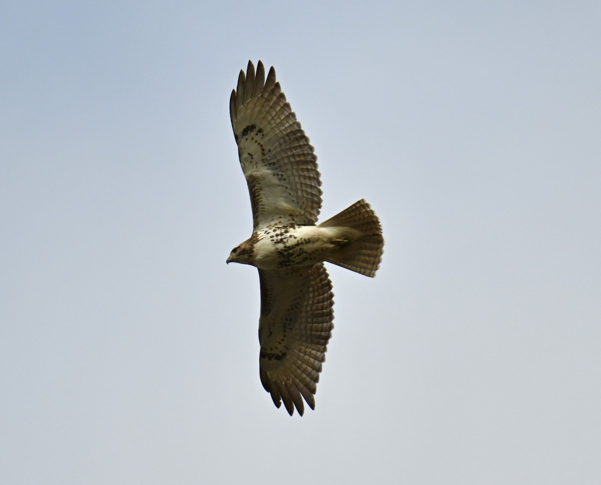 Red-tailed Hawk - ML615600397