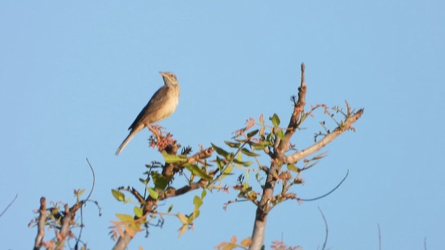 Plain-backed Pipit - ML615600422