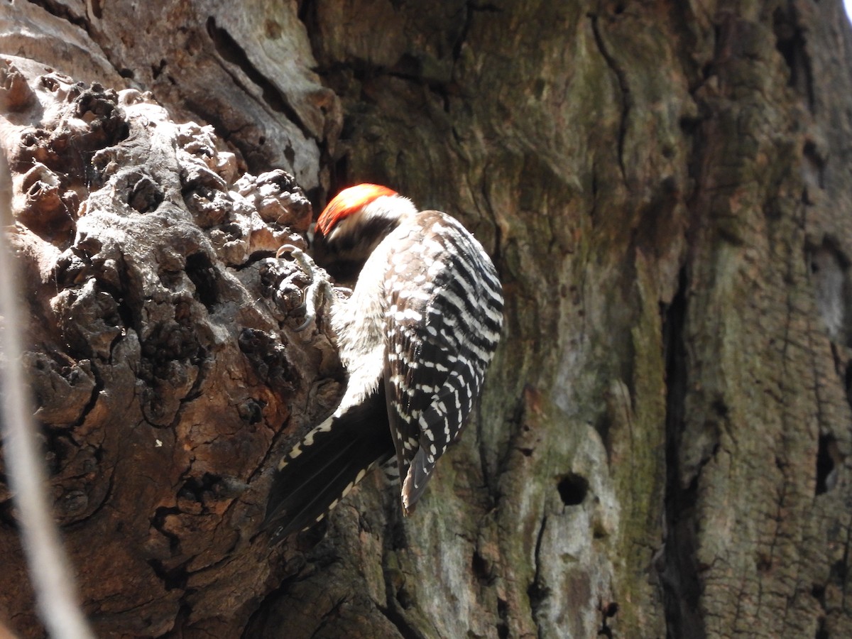 Ladder-backed Woodpecker - ML615600434