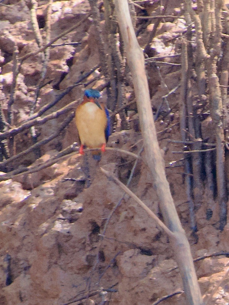 Malagasy Kingfisher - Marcia Balestri