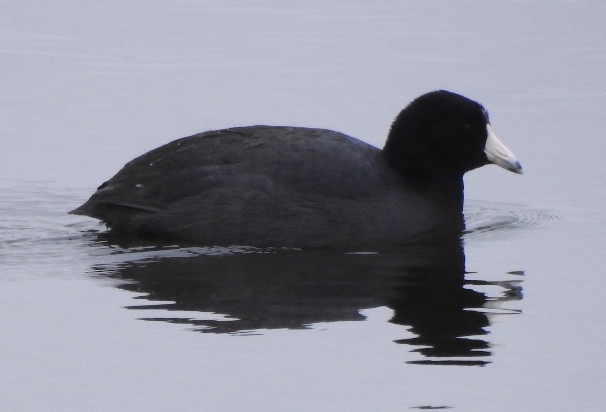 American Coot - Moe Molander