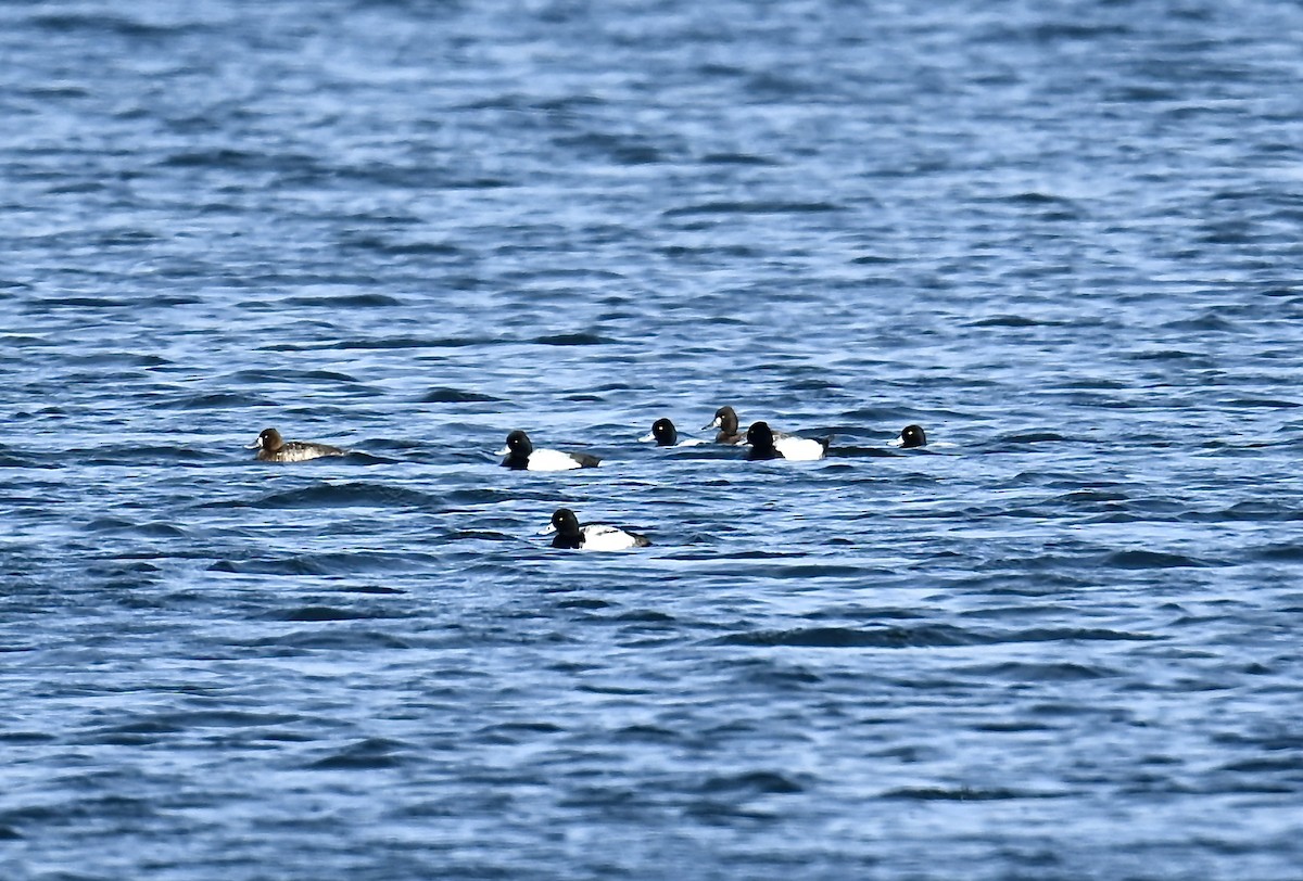 Greater Scaup - ML615600513