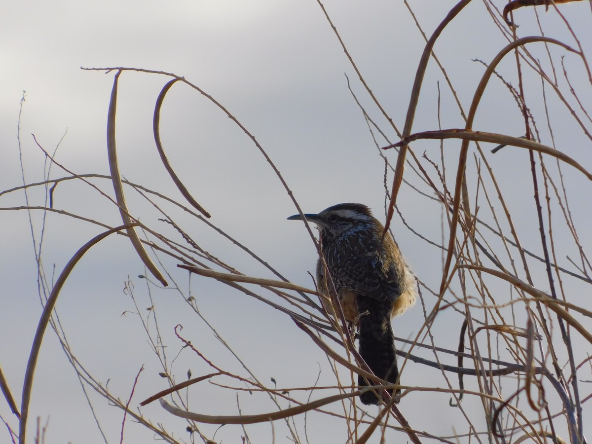 Cactus Wren - ML615600550