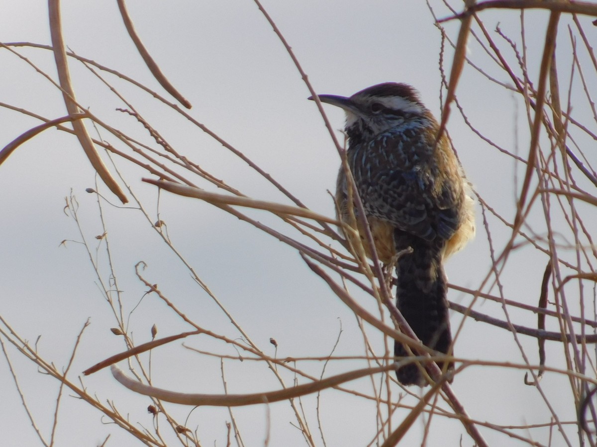 Cactus Wren - ML615600551