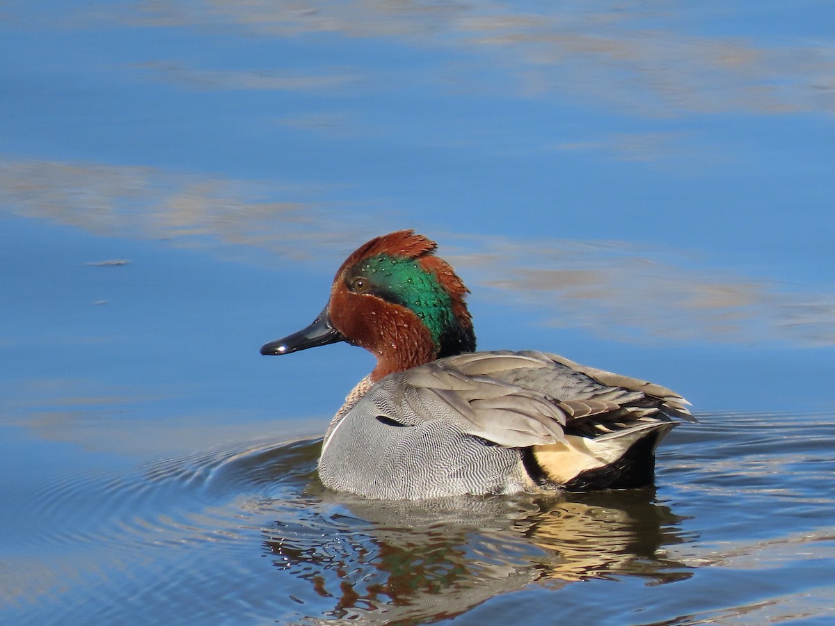 Green-winged Teal - ML615600568