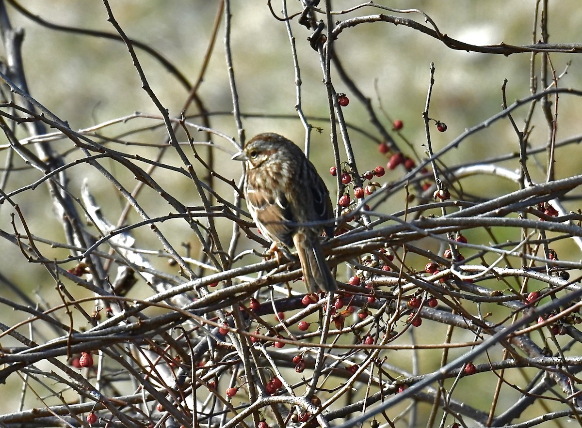 Song Sparrow - ML615600649