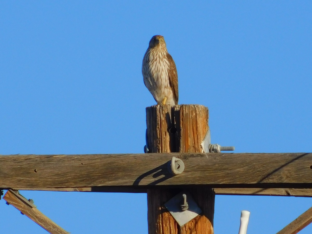 Cooper's Hawk - ML615600650