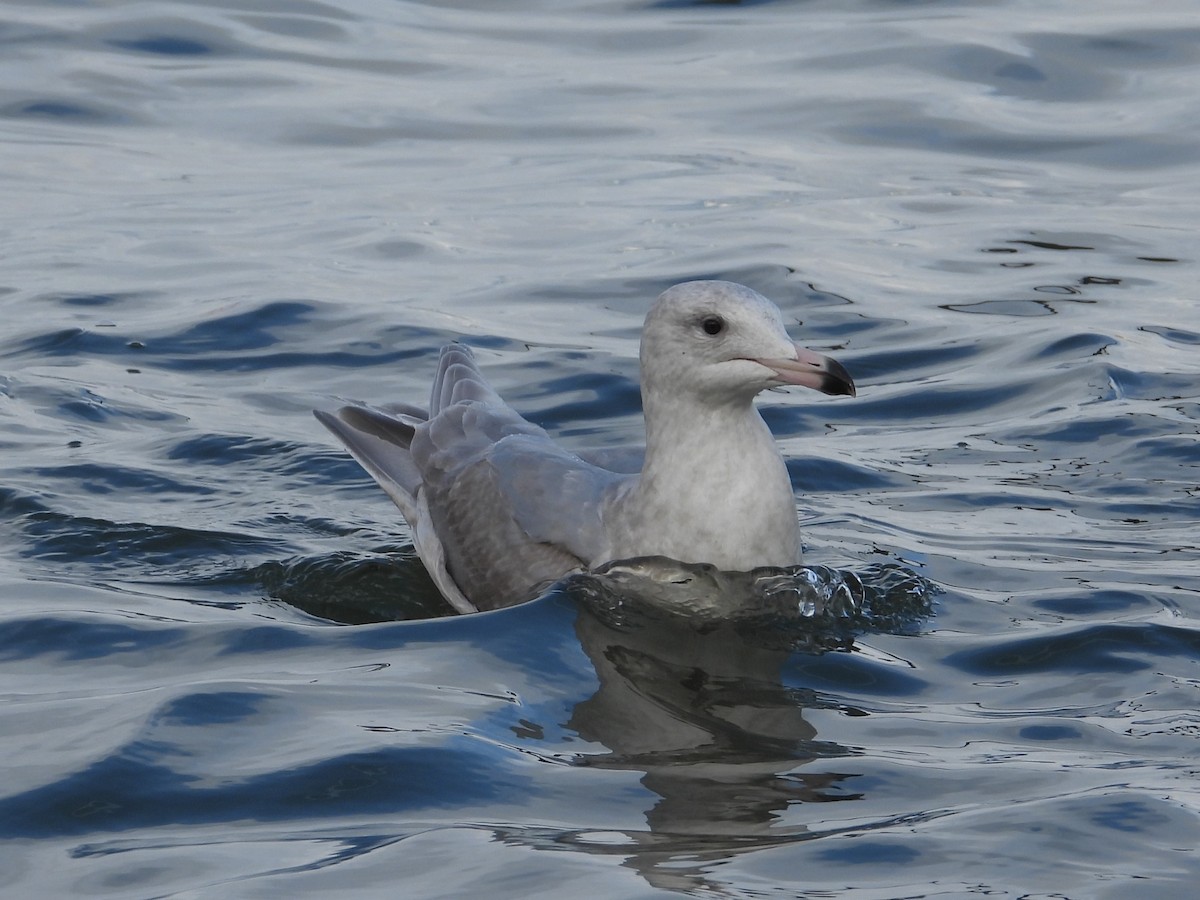 Glaucous-winged Gull - ML615600655