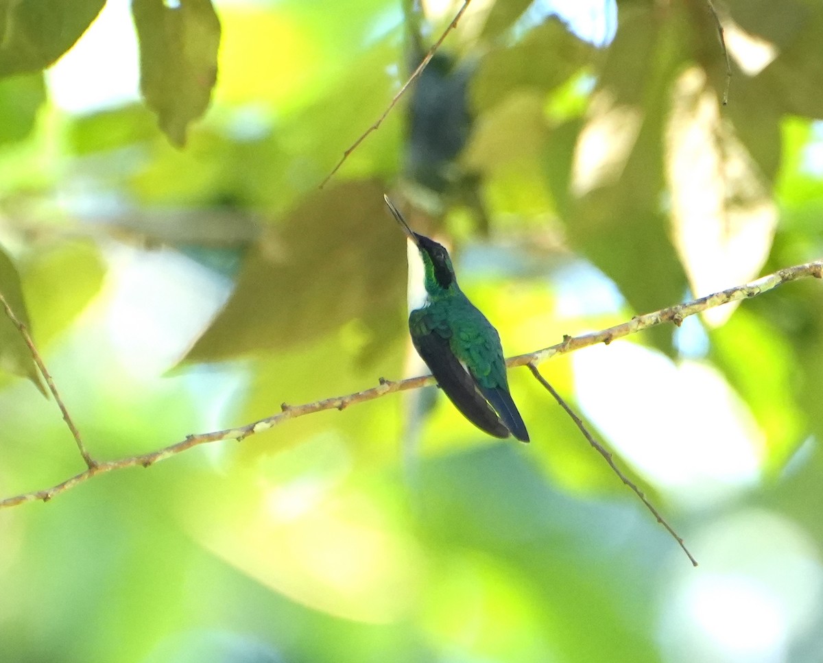 Purple-crowned Fairy - ML615600727