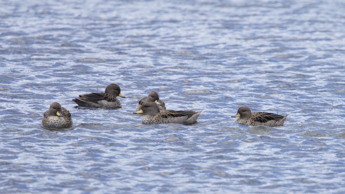 Yellow-billed Teal - ML615600743