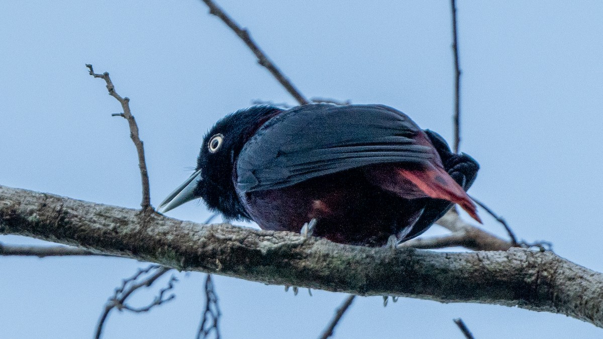 Maroon Oriole - ML615600744