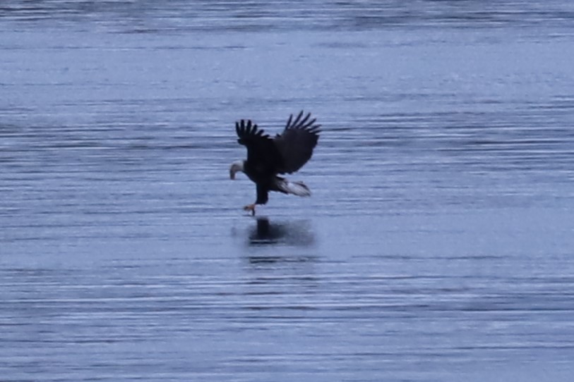 Bald Eagle - ML615600769