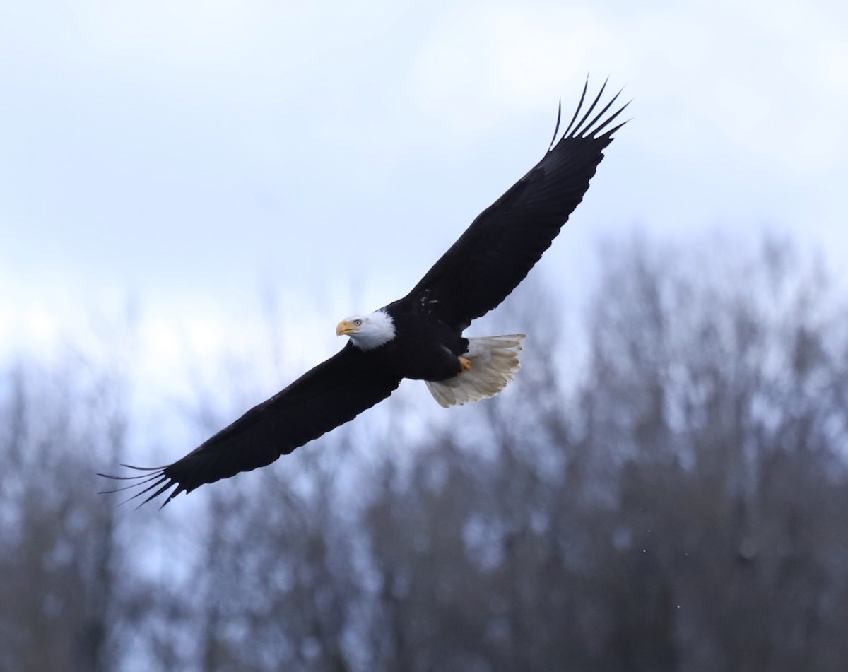 Weißkopf-Seeadler - ML615600770