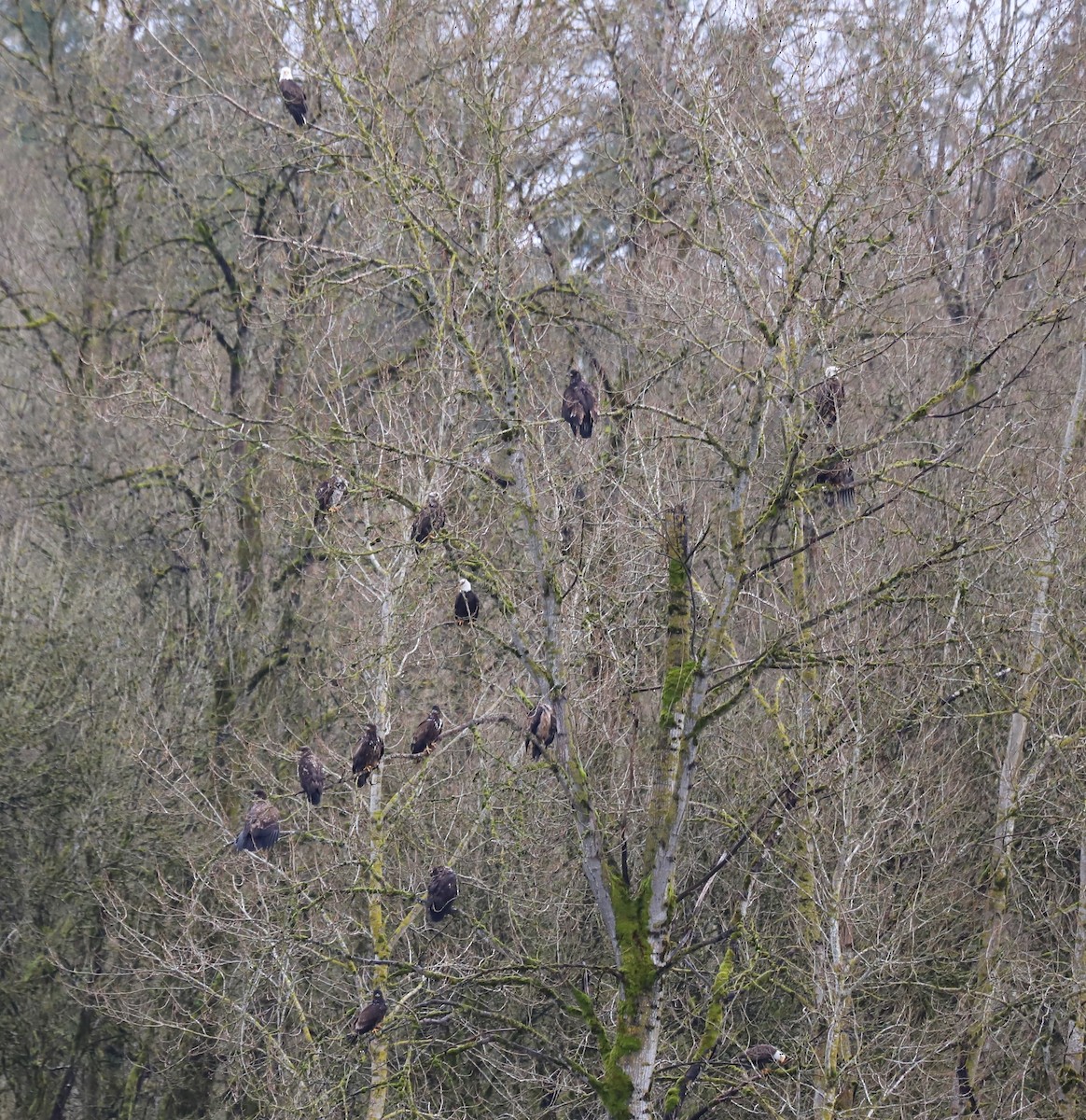 Bald Eagle - ML615600775