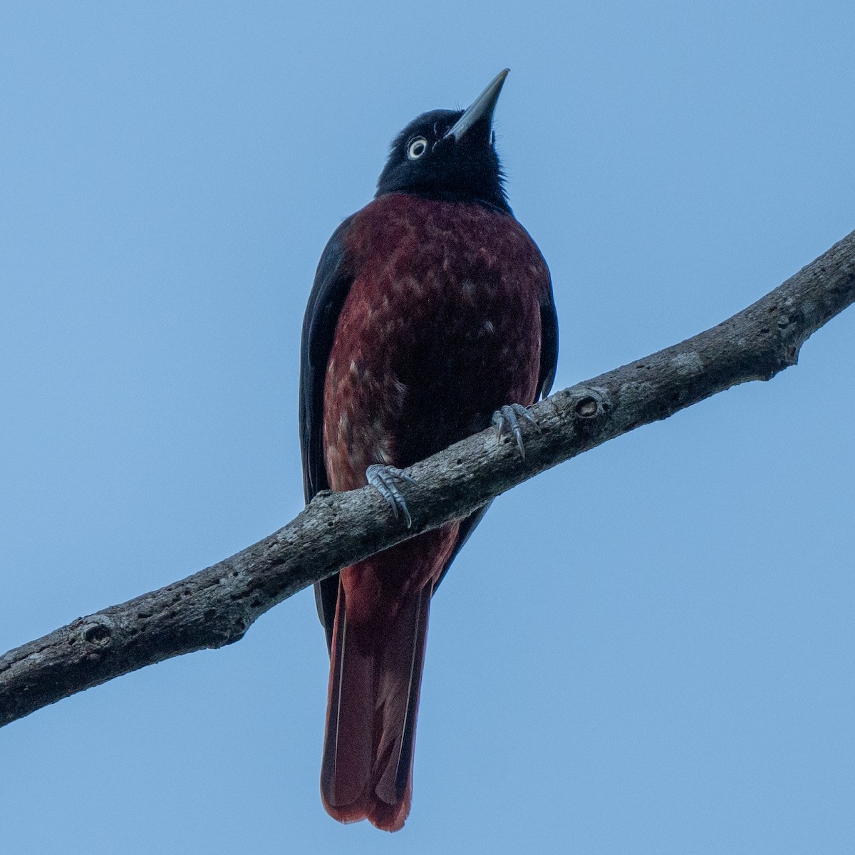 Maroon Oriole - ML615600776