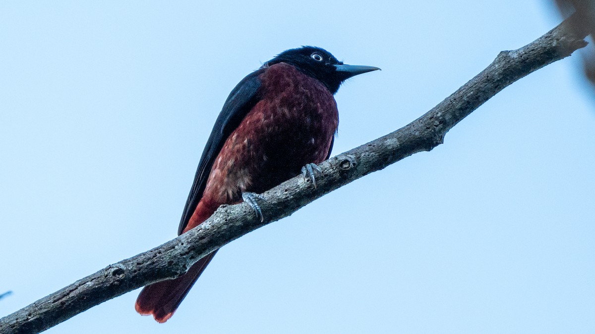 Maroon Oriole - ML615600777