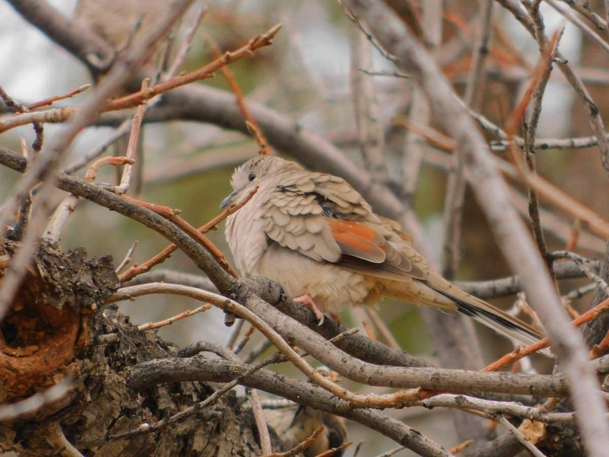 Inca Dove - ML615600781