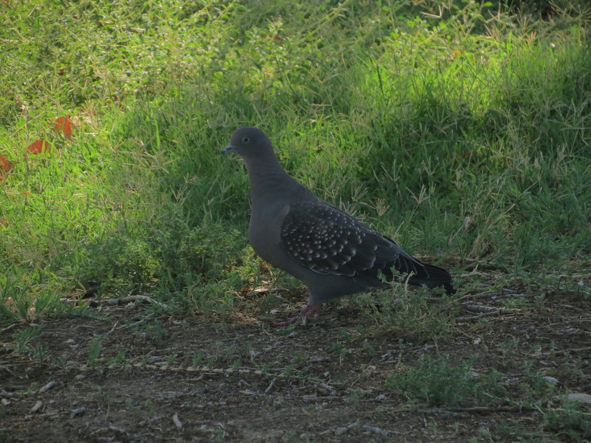 Spot-winged Pigeon - Ralph Roberts