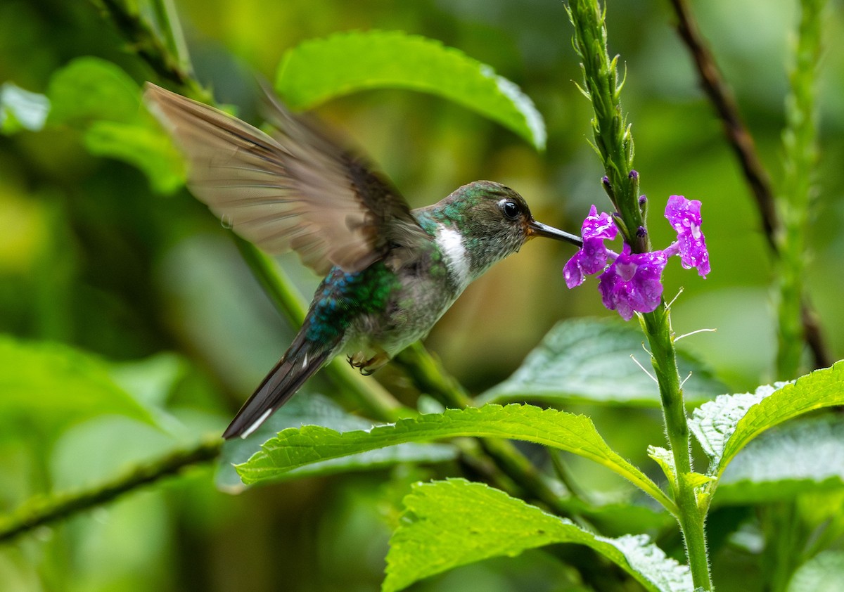 Colibri à queue mi-blanche - ML615600822