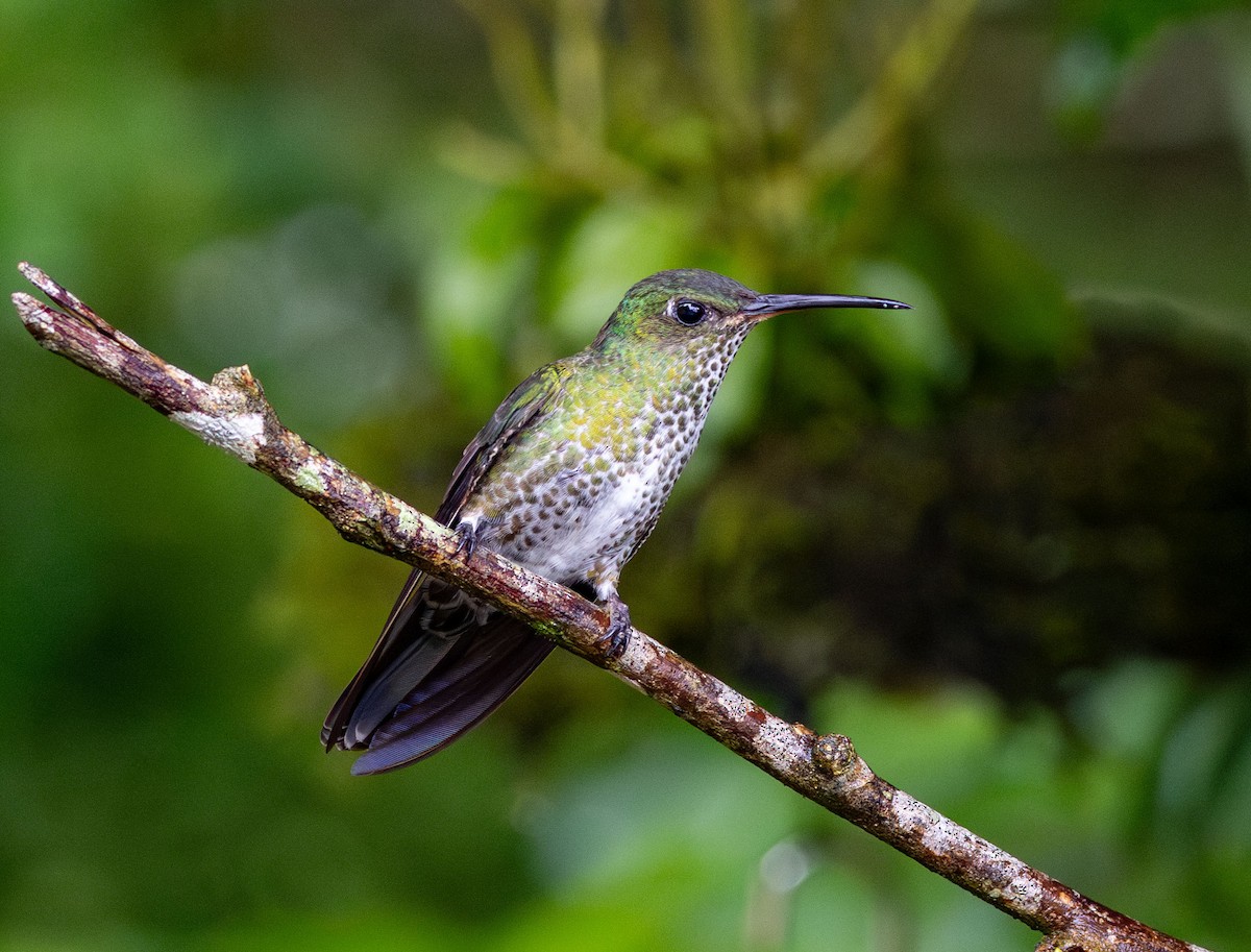 Many-spotted Hummingbird - ML615600831