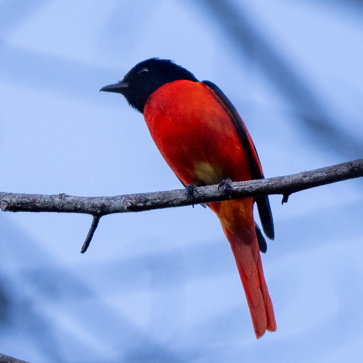 Scarlet Minivet - ML615600843