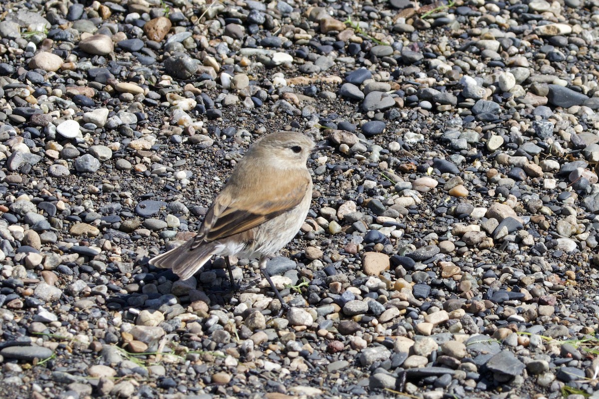 Patagoniensporntyrann - ML615600845