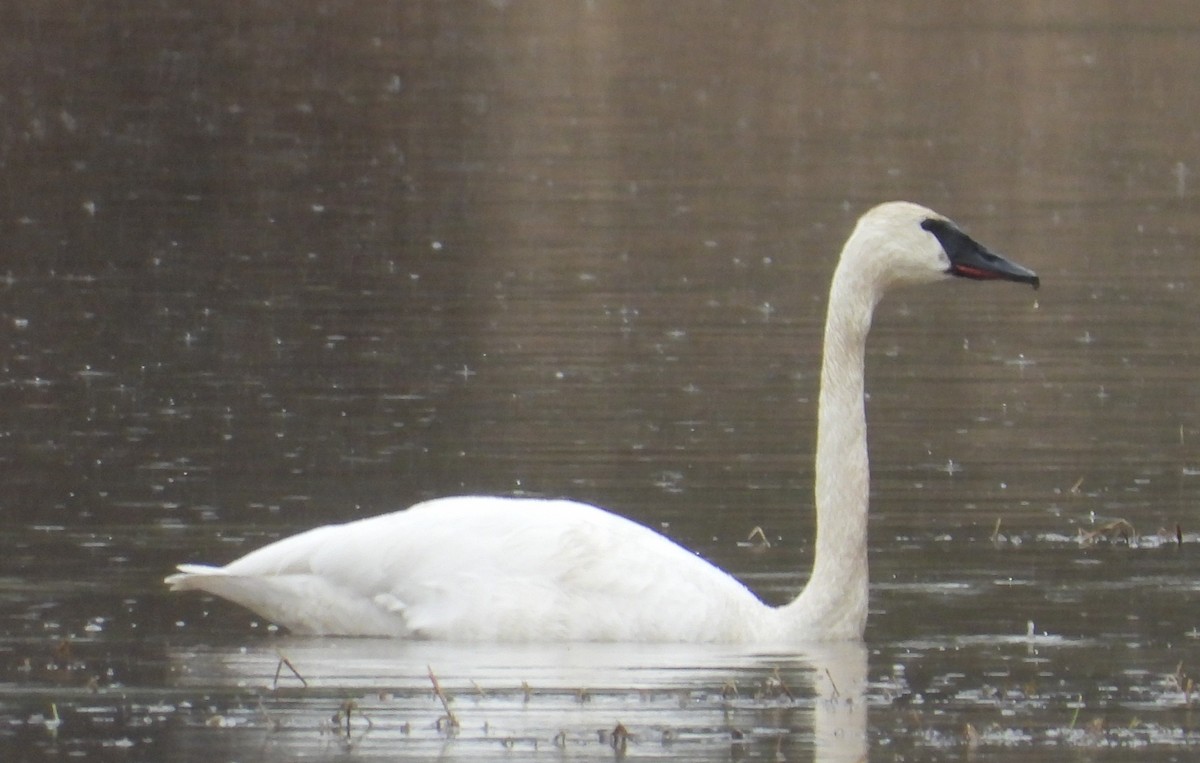 Trumpeter Swan - Nick Mrvelj