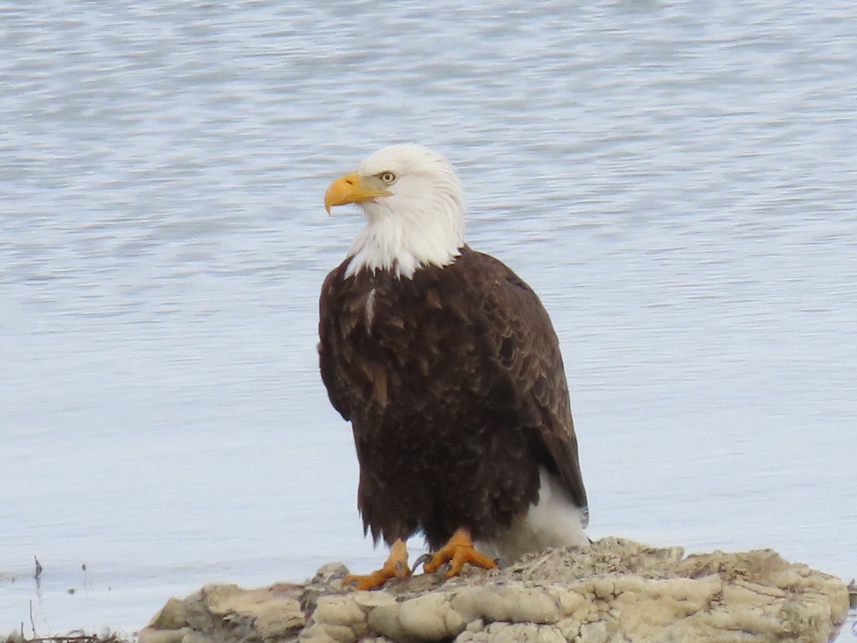 Bald Eagle - ML615600859