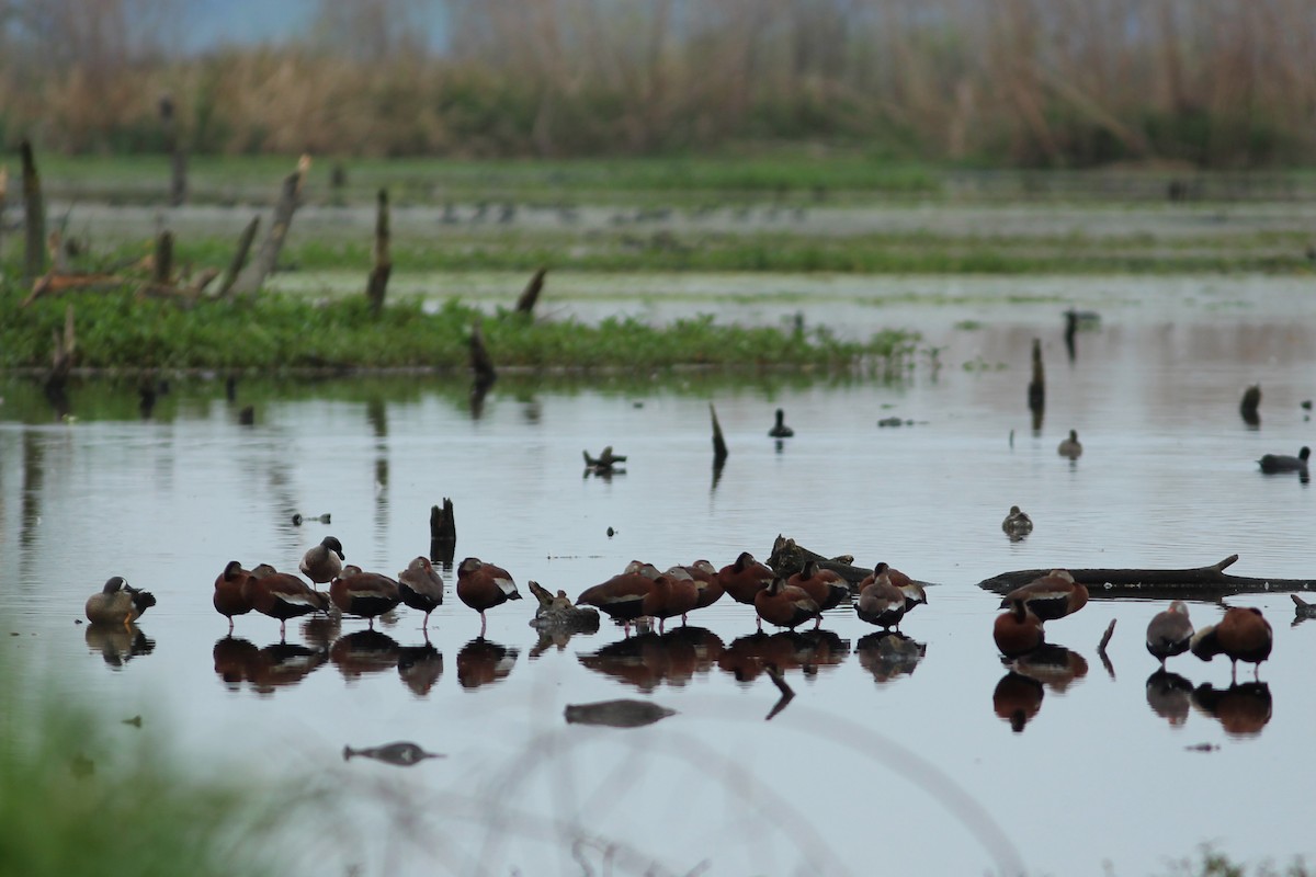 Black-bellied Whistling-Duck - Oscar Johnson