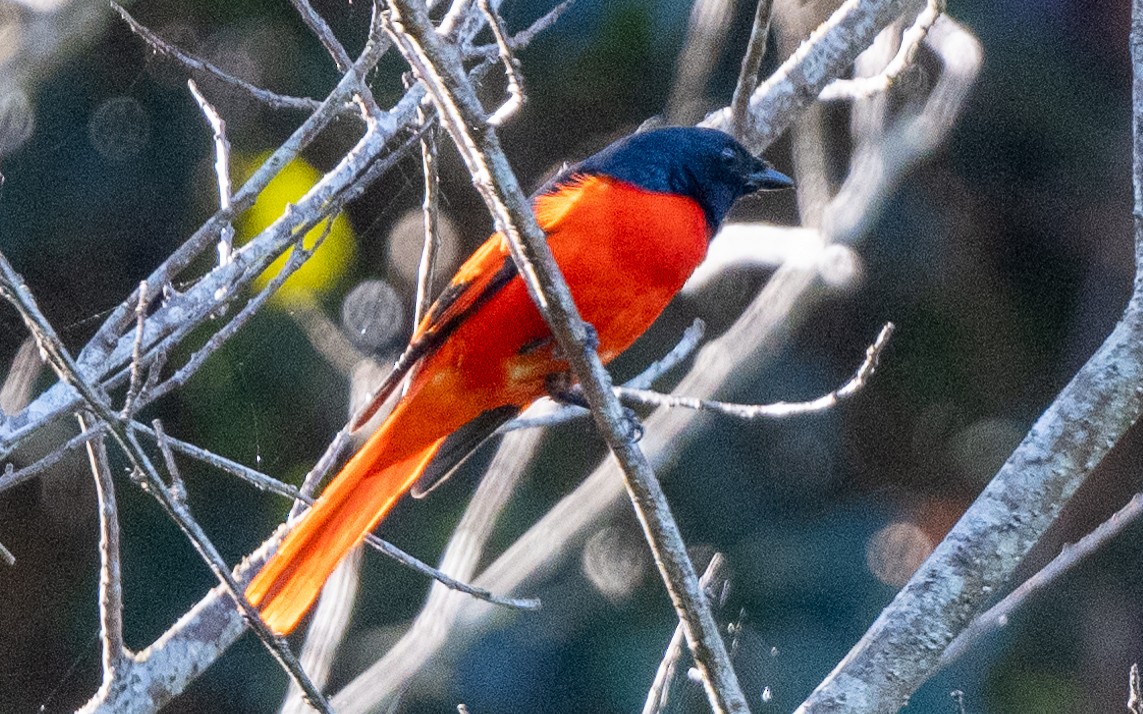 Scarlet Minivet - ML615600917