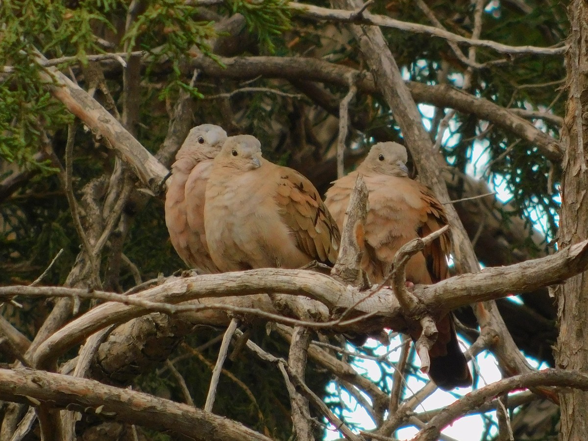 Ruddy Ground Dove - ML615600920