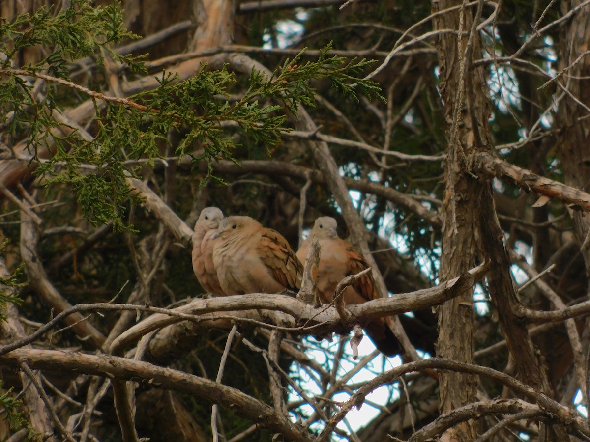 Ruddy Ground Dove - ML615600921