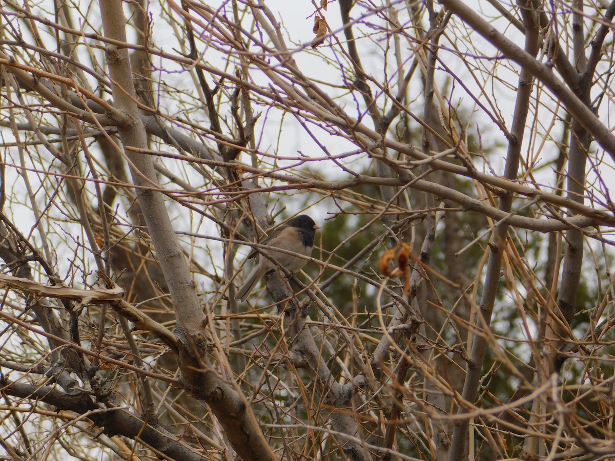 Dark-eyed Junco (cismontanus) - ML615600939