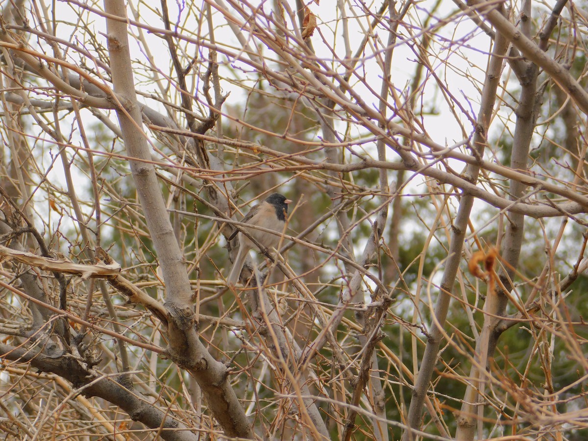 Junco ardoisé (cismontanus) - ML615600940