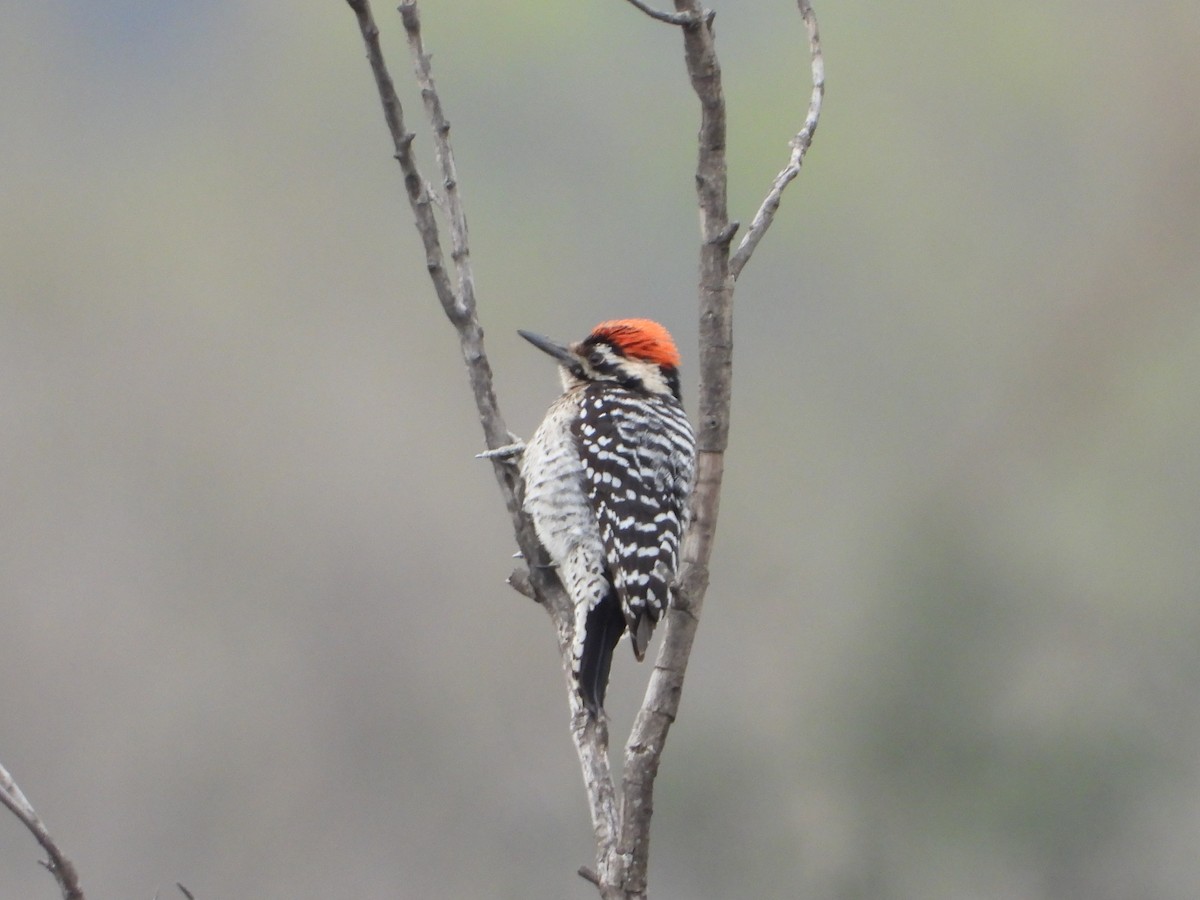 Ladder-backed Woodpecker - ML615600981