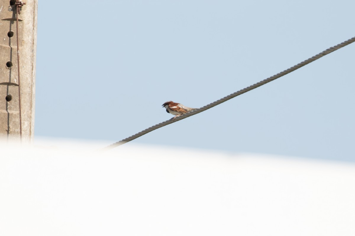 House Sparrow (Indian) - ML615601001