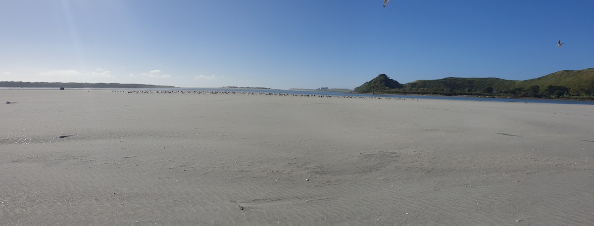 South Island Oystercatcher - ML615601027