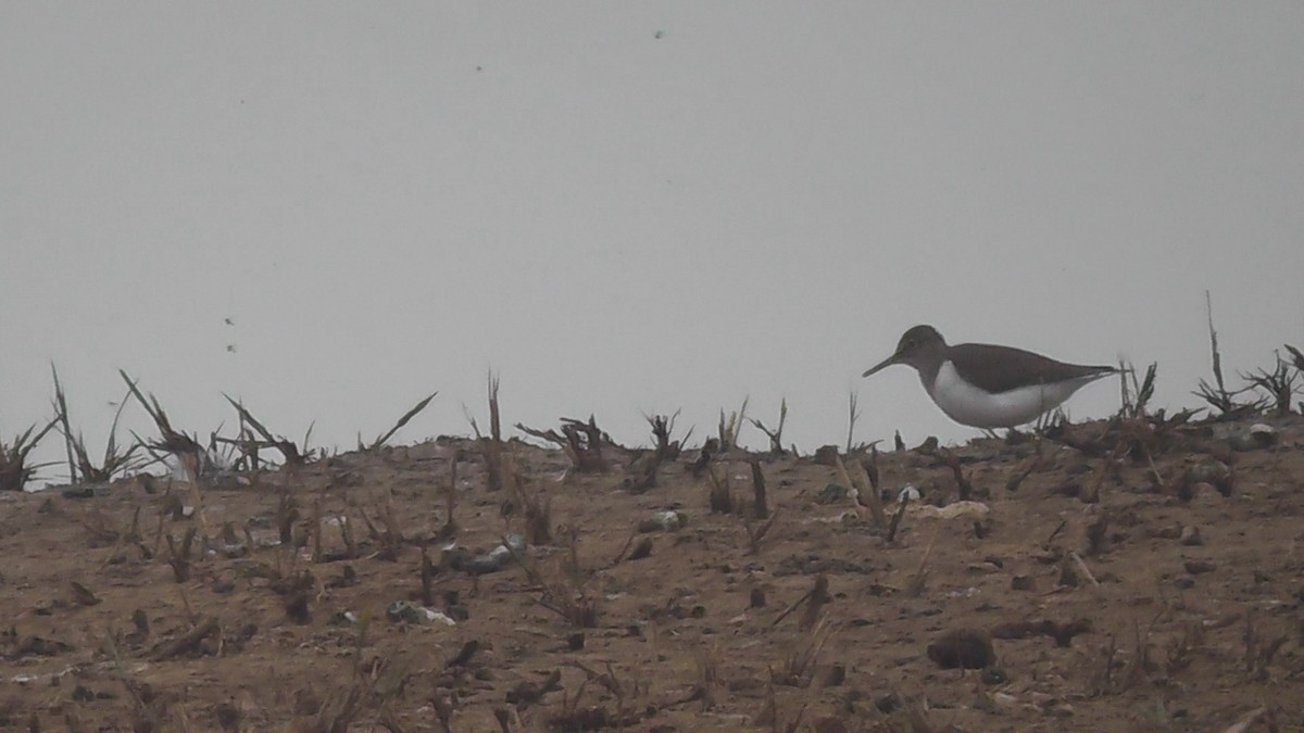 Common Sandpiper - ML615601028