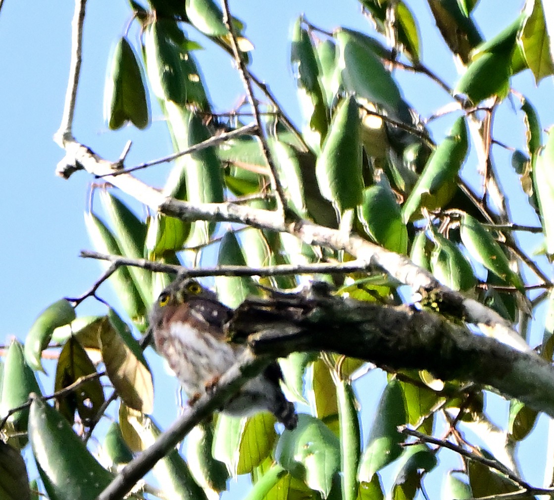 Amazonian Pygmy-Owl - ML615601078