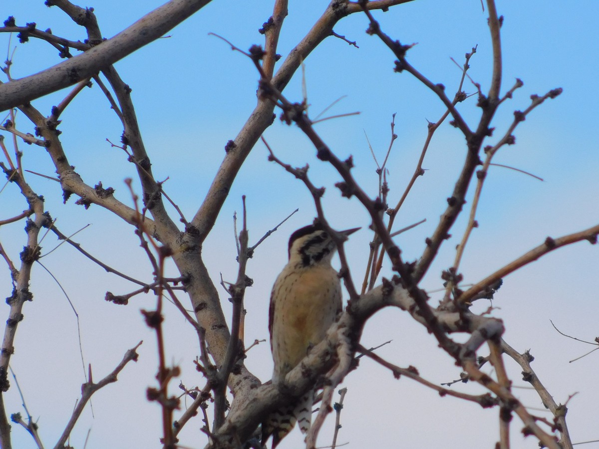 Ladder-backed Woodpecker - ML615601080