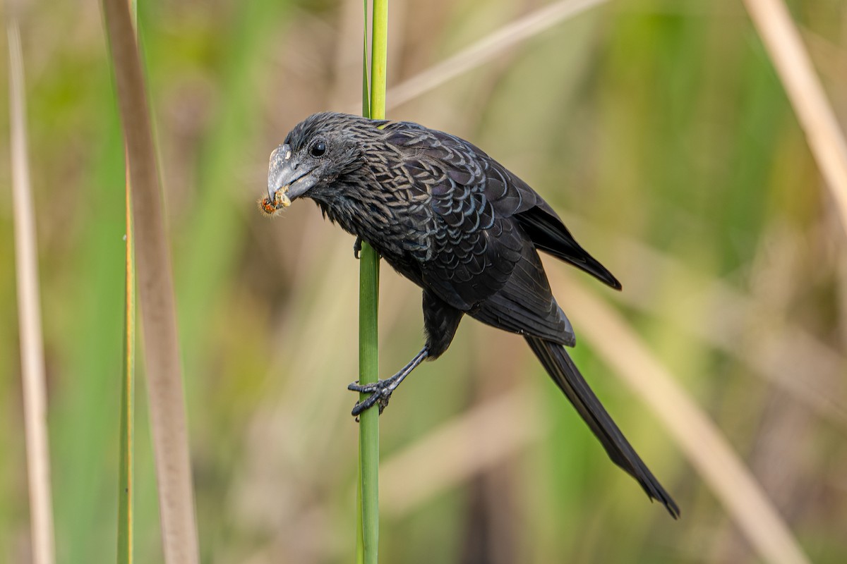 Smooth-billed Ani - ML615601094