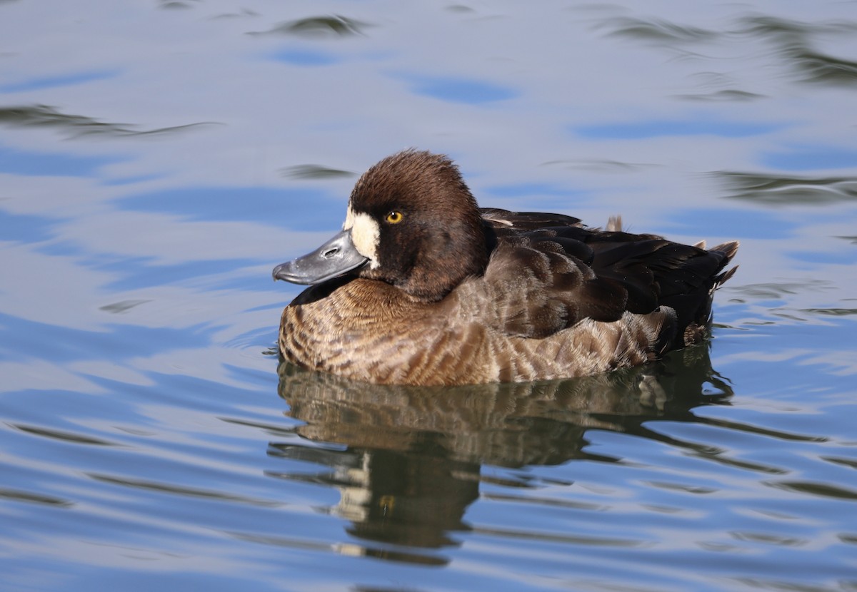 Lesser Scaup - ML615601112