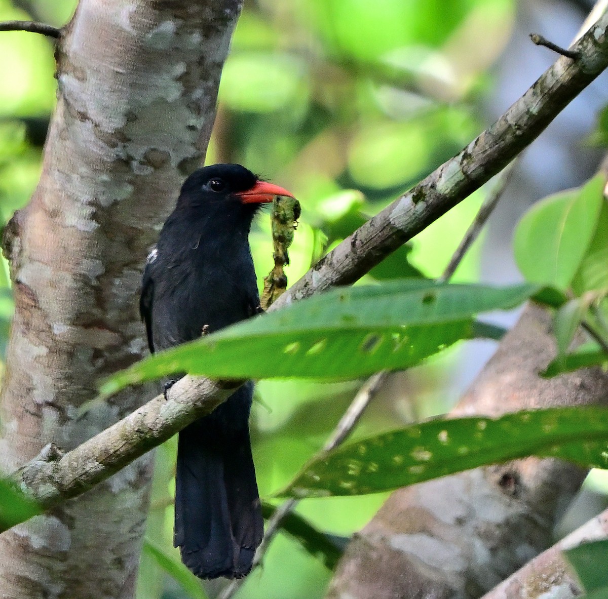 Black Nunbird - ML615601145