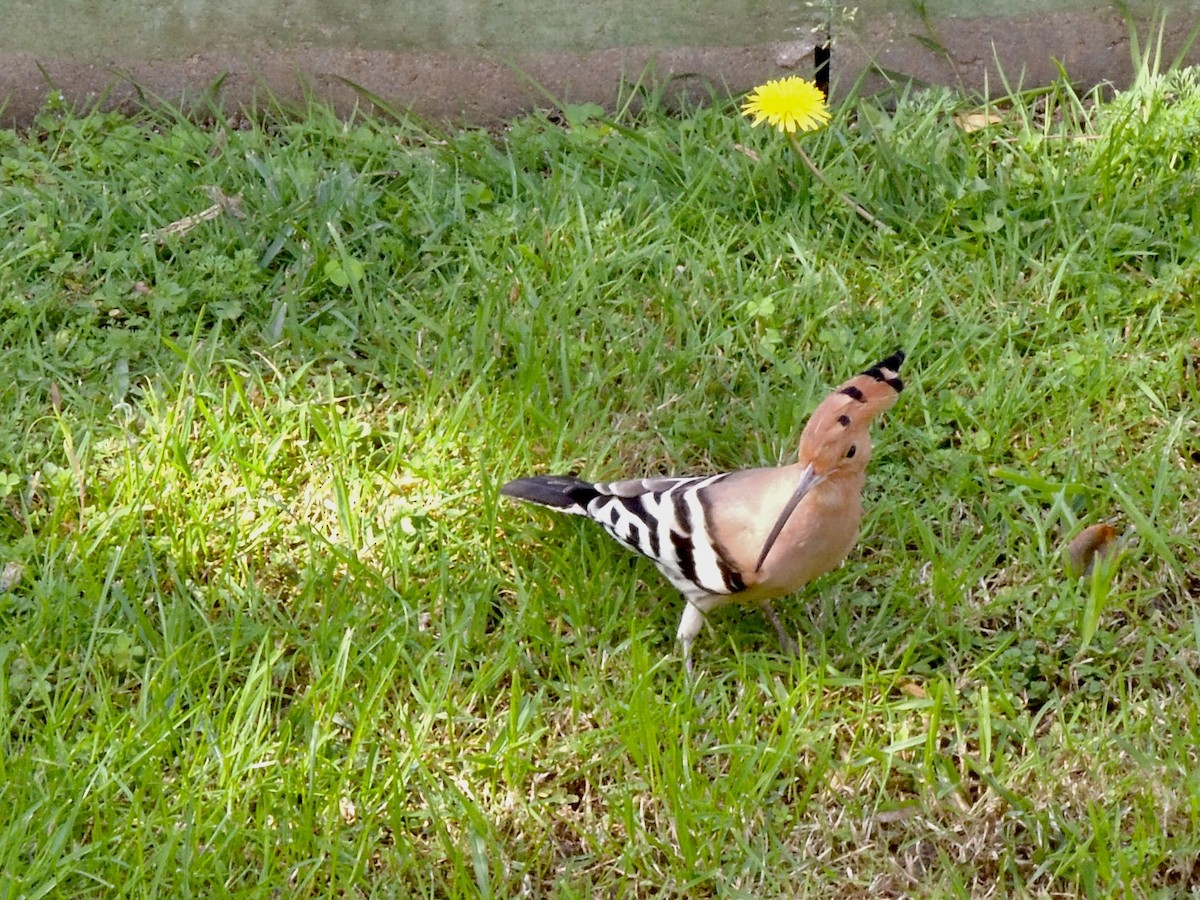 Eurasian Hoopoe - ML615601171