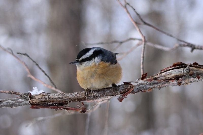 Red-breasted Nuthatch - ML615601173