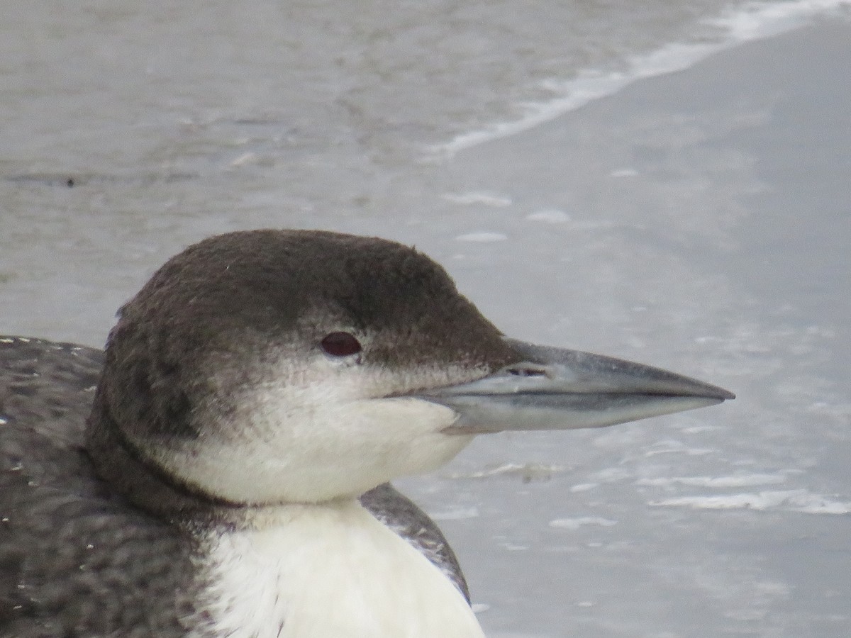 Common Loon - ML615601224